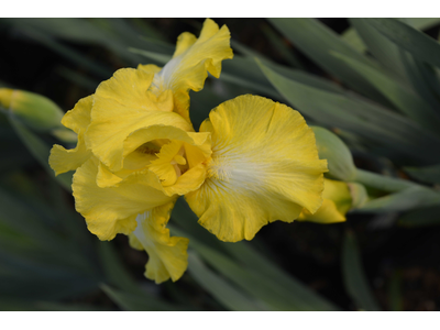 Iris germanica