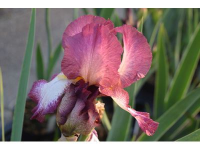 Iris germanica