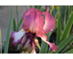 Iris germanica Crinoline