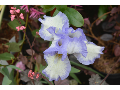 Iris germanica