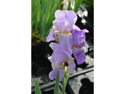 Iris germanica