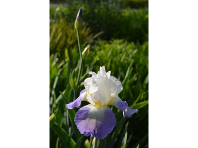 Iris germanica