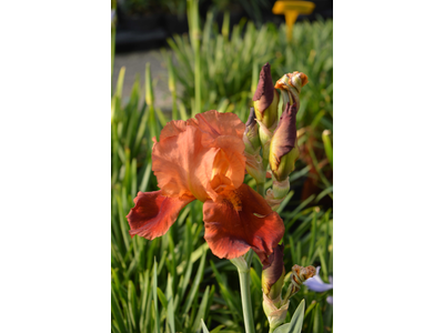 Iris germanica