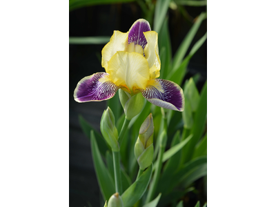 Iris germanica