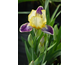 Iris germanica Nibelungen