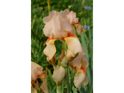 Iris germanica