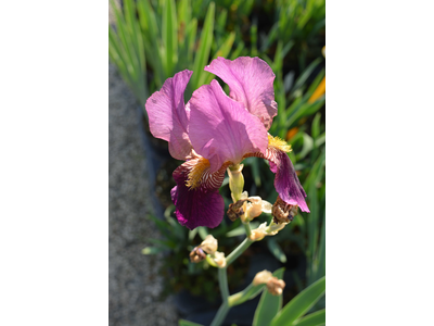 Iris germanica