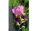 Iris germanica Sable
