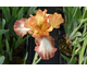 Iris germanica Siva Siva