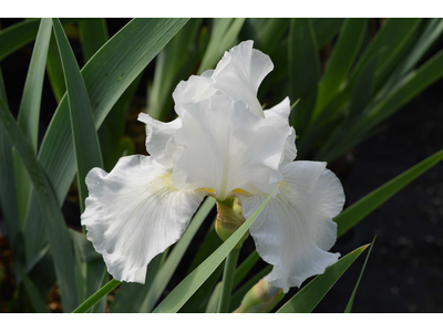 Iris germanica