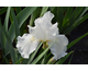 Iris germanica White Knight