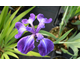Iris laevigata Schwarzer See