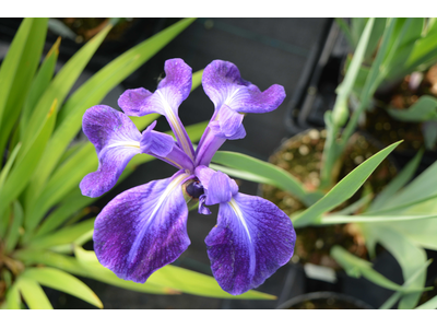 Iris laevigata