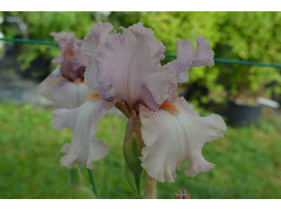 Iris