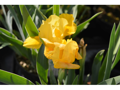 Iris pumila