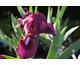 Iris pumila Cherry Garden