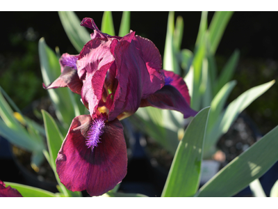 Iris pumila