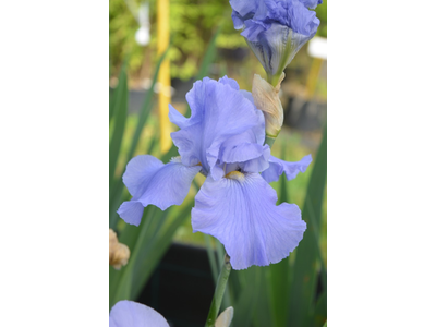 Iris