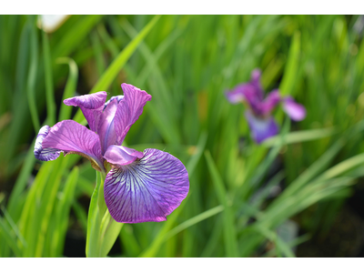 Iris sibirica