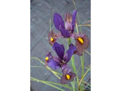 Iris ensata