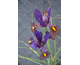 Iris ensata Lion King ®