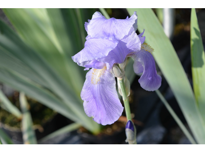 Iris ensata