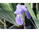 Iris ensata Variegata