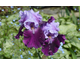 Iris germanica Blue Bird Wine