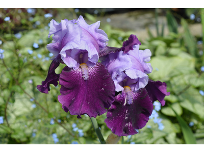Iris germanica