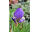 Iris germanica Blue Rythm