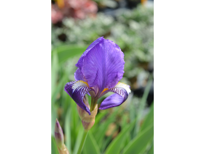 Iris germanica