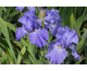 Iris germanica Caribbean Dream