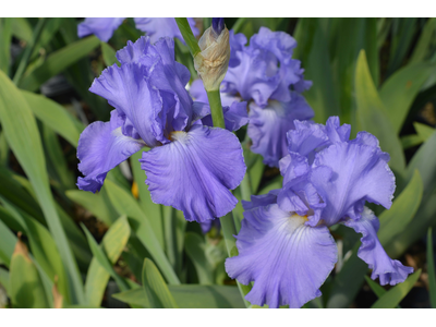 Iris germanica