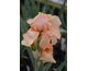 Iris germanica Edward of Windsor