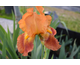 Iris germanica Glad Rags