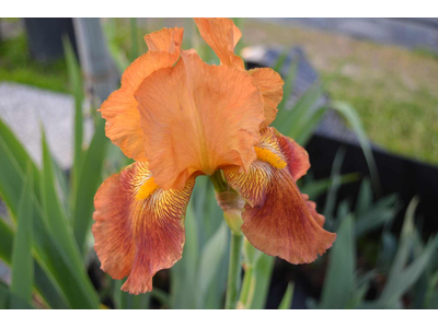 Iris germanica