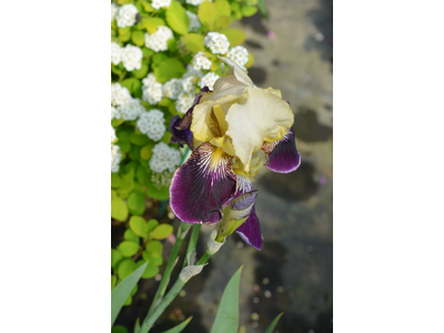 Iris germanica