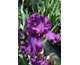 Iris germanica Windsore Rose