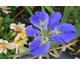 Iris louisiana All Agaze