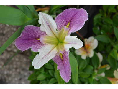 Iris louisiana