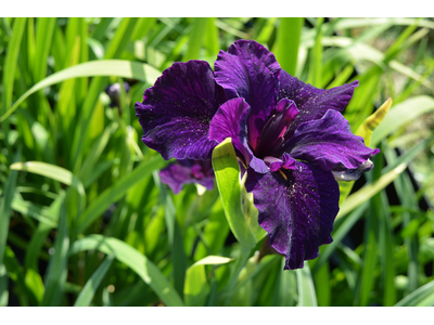 Iris louisiana