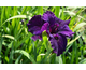 Iris louisiana