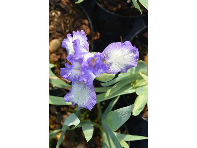 Iris pumila