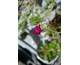 Knautia macedonica