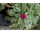 Knautia macedonica Thunder and Lightning ®