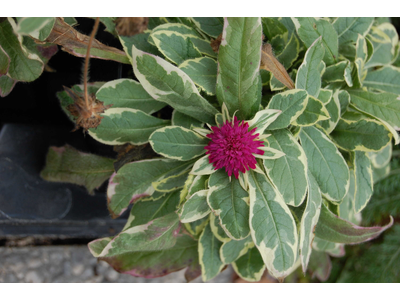 Knautia macedonica