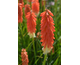 Kniphofia