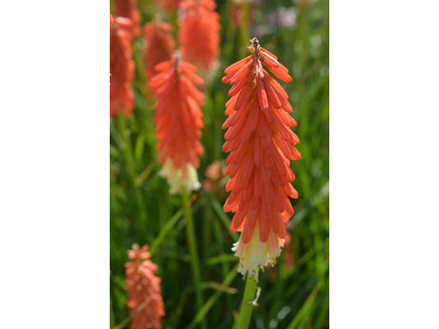 Kniphofia