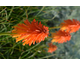 Kniphofia Ember Glow ®