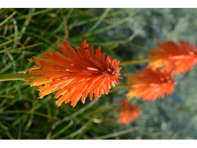 Kniphofia